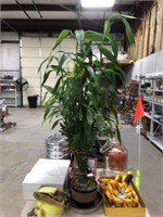 LIVE BAMBOO PLANT