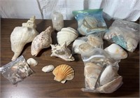 Sea Shell Collection