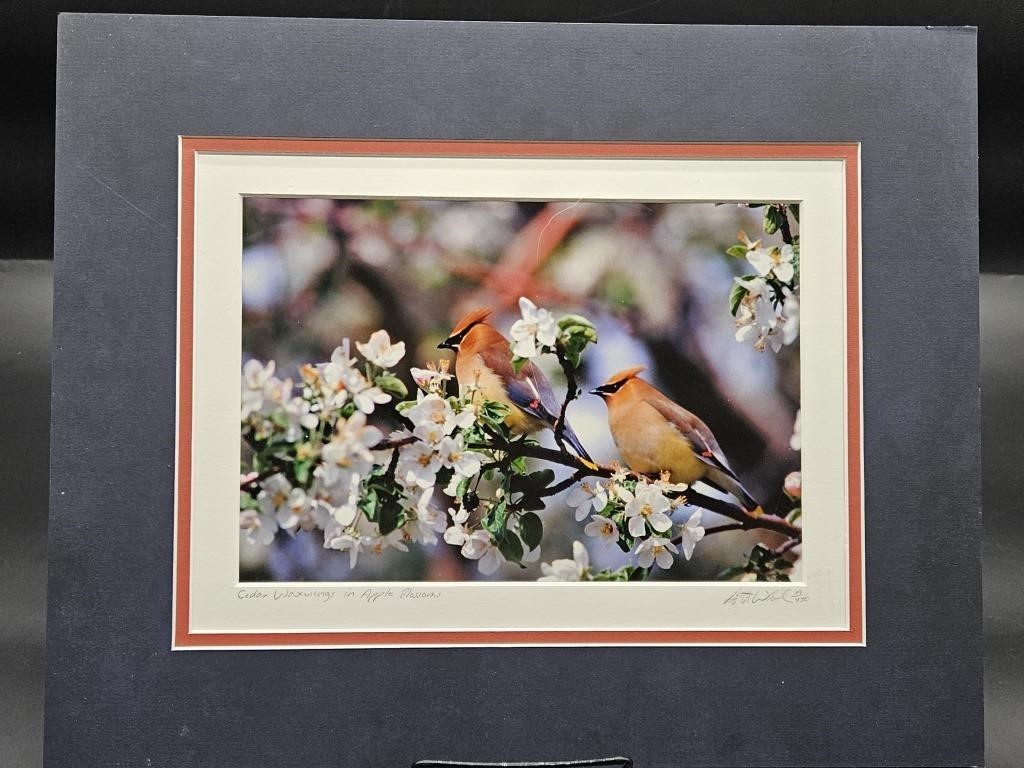 19/450 Signed, Cedar Waxings in Apple Blossoms