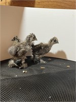 Unsexed-3 Silkie Chicks-Hatched 02/25/24