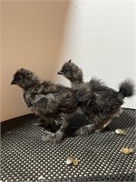 Unsexed-2 Silkie Chicks-Hatched 02/25/24