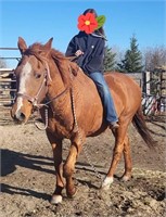 "Katie" 15HH Well Broke Mare-See details!