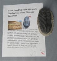 Rare fossil trilobite.
