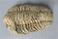420 Million Years Old Trilobite Phacops Ssp. As