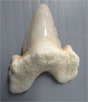 135 Million Years Old Fossil Shark Tooth. Large