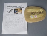 Mosasaur dinosaur teeth.