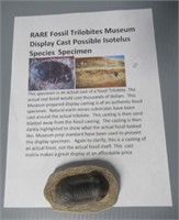 Rare fossil trilobite.