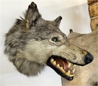 Wolf Taxidermy Shoulder Mount