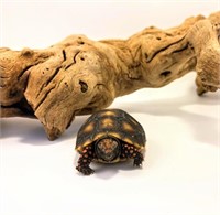 Baby Redfoot Tortoise, unsexed
