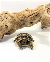 Baby Hermans Tortoise, unsexed