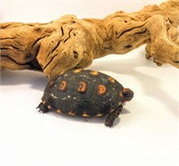 Baby Cherryhead Tortoise, unsexed