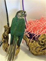 Unsexed-Violet Turquoise Conure-8-9 months old