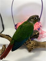 Unsexed-Yellowsided Conure-8-9 Months