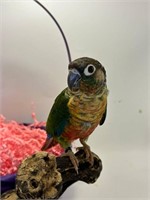 Unsexed-Yellowsided Conure-8-9 Months