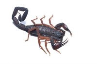 Florida Bark Scorpion 3"