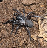 Thai Funnel Web Trapdoor Spider
