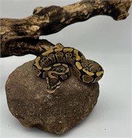 Unsexed-Normal Ball Python Baby