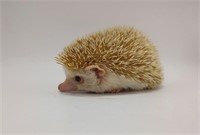 Female-Hedgehog-4 months-Cinicot
