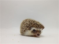 Female-Hedgehog-4 months- regualr