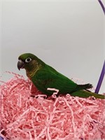Unsexed-Maroon Bellied Conure-Young adult