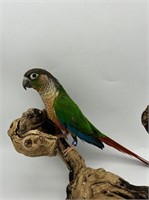 Unsexed-Yellowsided Conure-Young adult