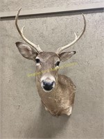 5 Point White Tail Buck Shoulder Mount