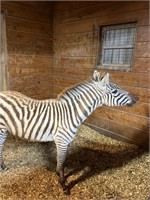 Zebra stud colt 10 months old