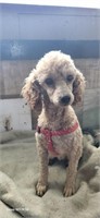 Male-Mini Poodle-Intact, 12lbs, 3 years old