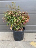 3G Firepower Nandina