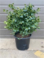 3G Holly Bush