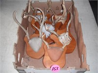 (6) Set Whitetail Antlers