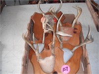 (5) Set Whitetail Antlers