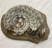 Fabulous Fossil, Goniatite Ammonite Devonian