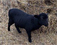 Katahdin/dorper ewe lamb, super friendly