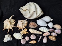 Sea Shells, Spider Conch, Pretty Color Shells