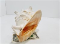 Large Real Queen Conch Sea Shell J178
