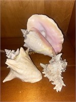 Conch shells
