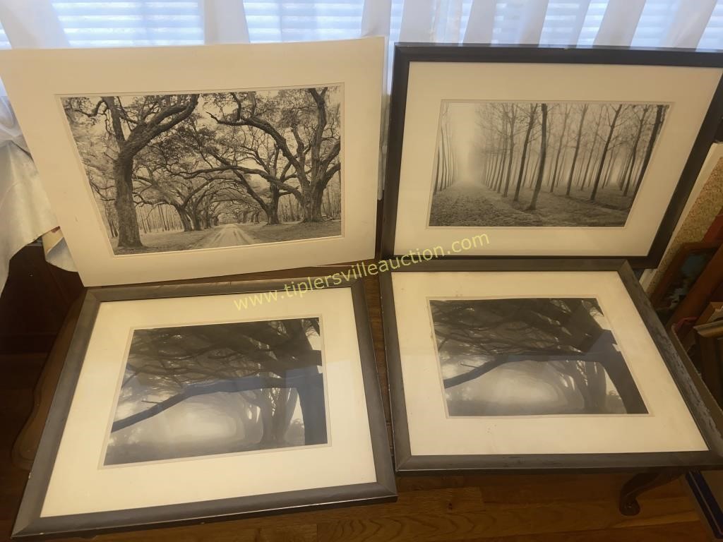 Framed tree landscapes