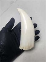 REAL Sperm Whale Tooth