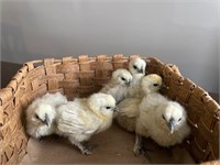 Unsexed-6 White Silkie Chicks-Hatched March 10