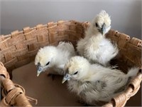 Unsexed-3 White Silkie Chicks-Hatched March 10