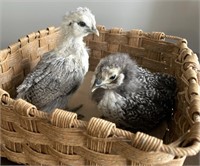 Unsexed-2 Silkie Cross Chicks -Hatched March 3