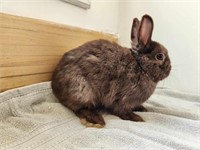 Doe-Netherland Dwarf-Exposed