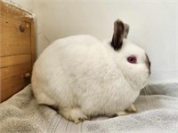 Doe-Netherland Dwarf-Exposed