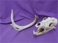 Scull and A Horn