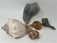 Seashell Collection Conch Tigereye