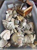 Seashells Mix