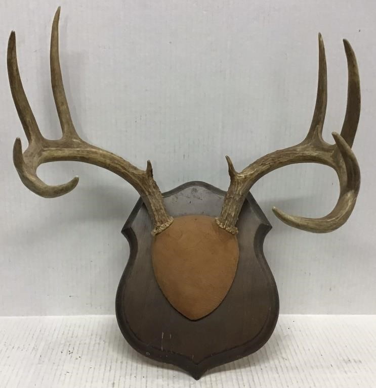 10 POINT ANTLER MOUNT