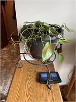 Live Potted plant with stand  (living room)