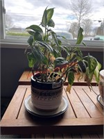 Live Potted plant  (living room)